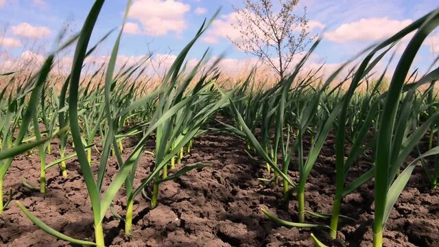 garlic plants in a rows on spring farmland soil at windy day