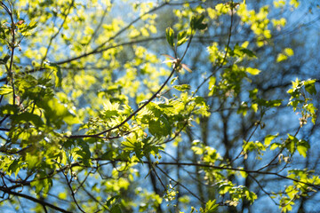 old tree in a sunny day in spring against a background of new green leafs.