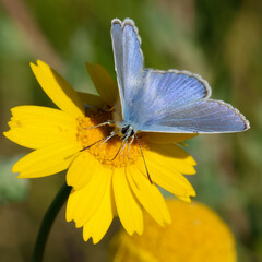 Male Common blue butterfly (Polyommatus icarus) on a yellow flower