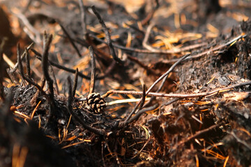 Forest after the fire, burnt forest floor, grass and bushes close-up. In conditions of climate warming, forest fires occur more often.
