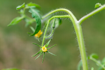 Macro closeup of one large big green yellow tomato flower blossoms blooming hanging growing on plant vine in garden