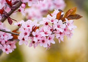 Obraz premium Beautiful pink flowers of purple leafed plum Prunus cerasus Cerasifera Pissardii Tree in spring. Prunus tree blossom. Ornamental tree in the city park.