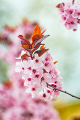 Beautiful pink flowers of purple leafed plum Prunus cerasus Cerasifera Pissardii Tree in spring. Prunus tree blossom. Ornamental tree in the city park.