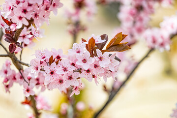 Beautiful pink flowers of purple leafed plum Prunus cerasus Cerasifera Pissardii Tree in spring. Prunus tree blossom. Ornamental tree in the city park.