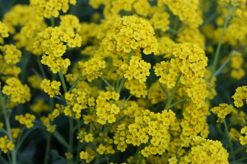 Background of small yellow flowers
