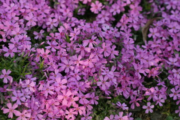 Background of small purple flowers
