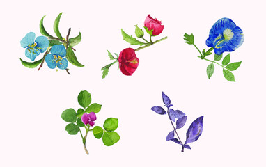 Watercolor Flower Set