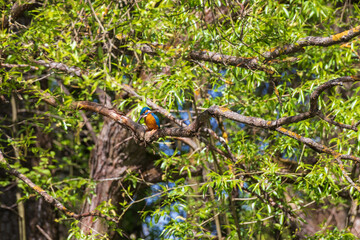 Beautiful colorful bird Kingfisher sitting on a tree branch. Its feather color is blue and orange. Wild photo