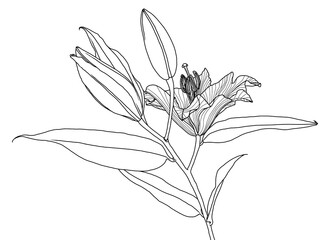 Realistic linear drawing of lily flower with leaves and buds, black graphics on white background, modern digital art. Element for design.