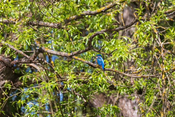 Beautiful colorful bird Kingfisher sitting on a tree branch. Its feather color is blue and orange. Wild photo
