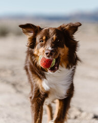 Energetic, brown Australian Shepherd playing fetch with a tennis ball in the desert.