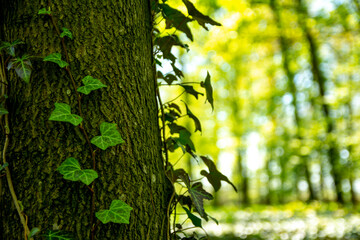 old tree in a sunny day in spring against a background of new green leafs.