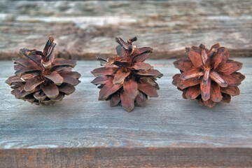 A bunch of dry pine cones on the background of old wooden boards close-up.