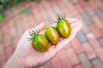 Macro closeup of green variety of grape tomatoes group of three fruit in woman's gardener hand...