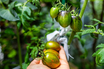 Macro closeup texture view of green variety of small grape tomatoes cluster group hanging growing...