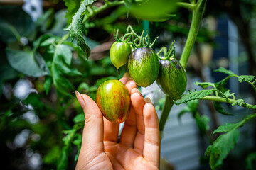 Macro closeup view of green variety of hand holding small grape tomatoes cluster group hanging...