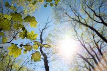 old tree in a sunny day in spring against a background of new green leafs.