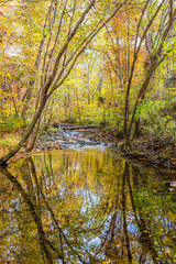 Northern Virginia nature with yellow orange autumn trees view with river reflection in Fairfax County colorful fall foliage on Sugarland Run Stream Valley Trail