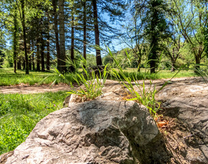 Prairie fleurie et sous bois