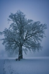 Winterbaum im nebel