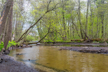 Nice view of Klodawa river in spring time in Poland.
