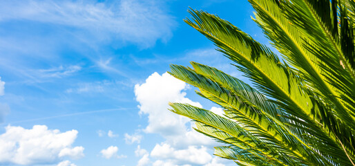 (Selective focus) Close-up view of some green Cycas leaves in the foreground and a blurred blue sky with white fluffy clouds in the distance. Natural background with copy space.