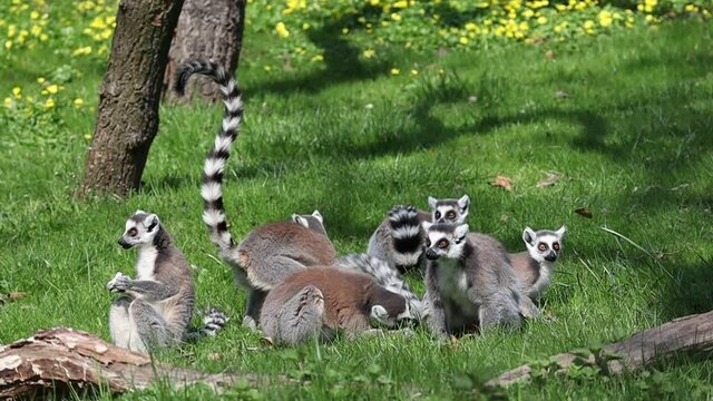 Family of Ring-Tailed Lemur Eating in Zoological Garden. Madagascar Animals Lemur Catta in Czech Zoo.