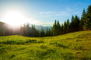 Mountain forest landscape at sunset