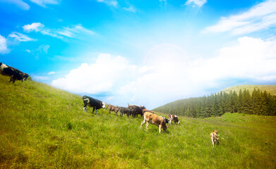 Cows in a green field