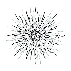 Explosion effect of random radial black lines on a white background. Floral abstract circular pattern. Vector graphics.