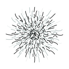 Obraz premium Explosion effect of random radial black lines on a white background. Floral abstract circular pattern. Vector graphics.