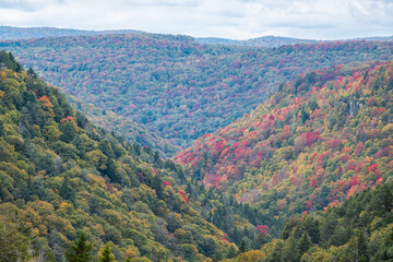 Colorful Allegheny mountains in autumn fall season with multicolored red and yellow foliage at Lindy Point overlook in Blackwater Falls State Park in West Virginia, USA