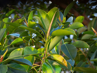 hojas de Ficus