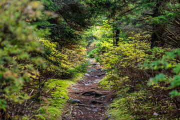 Huckleberry trail path footpath in Seneca Rocks area in Allegheny mountains in Spruce Knob with...