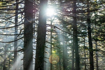 Seneca Rocks Spruce Knob area with Huckleberry trail pine forest in fall with sun rays behind trees...