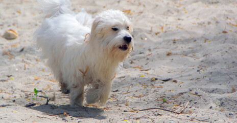Dog breed, Coton de Tulear