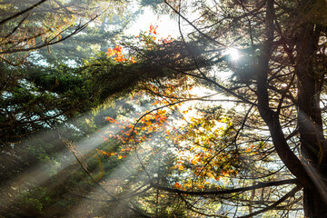 Seneca Rocks Spruce Knob area with Huckleberry trail pine spruce plants forest in fall with sun...