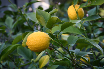 closeup on beautiful lemons on the plant in a garden