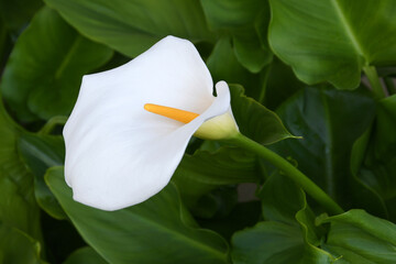 beautiful blooming calla lilies in a garden