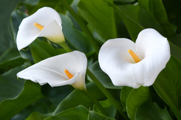 beautiful blooming calla lilies in a garden