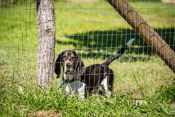 One angry aggressive basset hound dog behind barbed wire fence in rural countryside farm, barking - Powered by Adobe