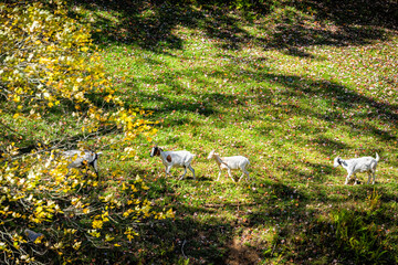 Herd of farm grass-fed goats grazing on green grass pasture in autumn colorful fall at grassland of West Virginia