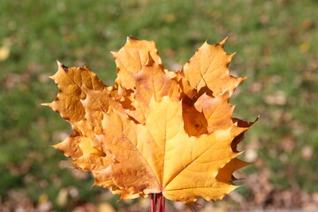 maple autumn leaves on green grass background