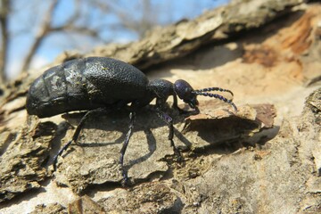 Black meloe oil beetle on tree bark against blue sky, closeup