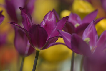Purple tulips - obrazy, fototapety, plakaty