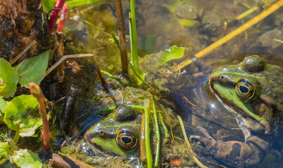 Frösche Nahaufnahme
