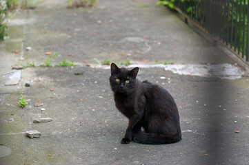 Czarny kot siedzący na betonowej drodze - obrazy, fototapety, plakaty