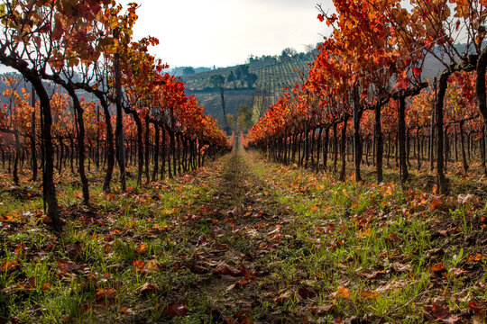 Vigna Montefalco