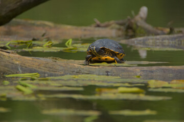 Turtle in the pond - obrazy, fototapety, plakaty