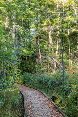 Empty jungle forest path along wooden boardwalk hiking trail in autumn at sunset in Cranberry Glades Wilderness, West Virginia